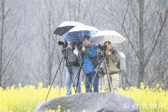 摄影家们冒雨在油菜花海中拍摄(左泽川 摄)