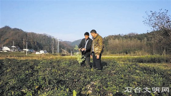 石台县七都二宝中药材种植专业合作社的专家在查看中药材长势。 记者 左泽川 摄