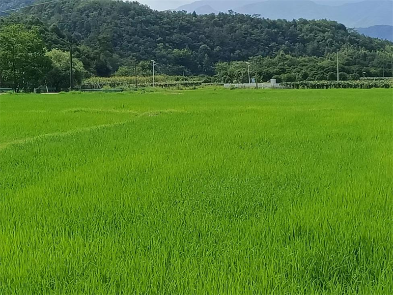 水稻田.png