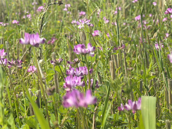 c6d1a9302c9a784e2402278e4b37844_.jpg