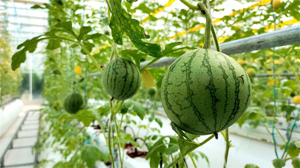 1764142599259998.jpg a87c46c8418c22e3e54d7a58b424ddd_副本.jpg